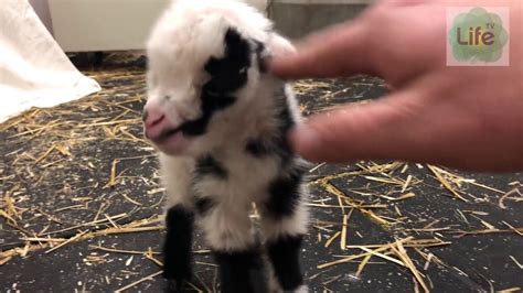 rüyada yeni doğmuş keçi yavrusu görmek